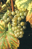 Chardonnay